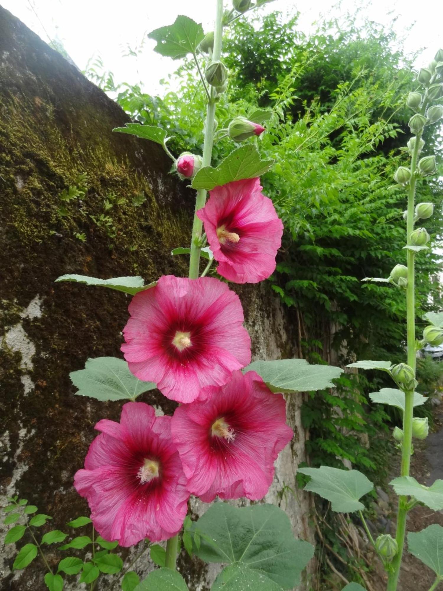 Le Pelerine Villa Sauveterre-de-Bearn ภายนอก รูปภาพ
